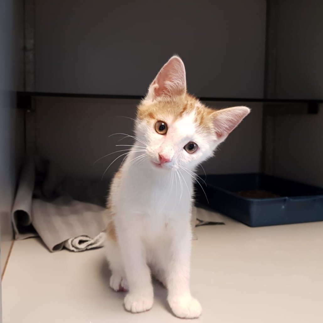 Kitten gedumpt 27-07 2