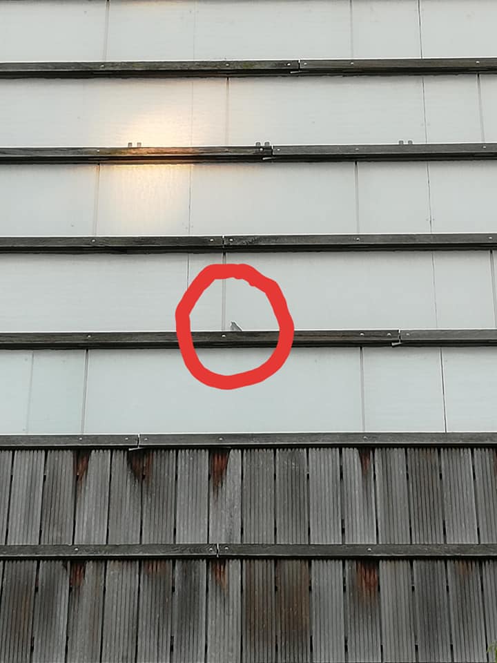 Mus vast achter glasplaat 01-07-19 3