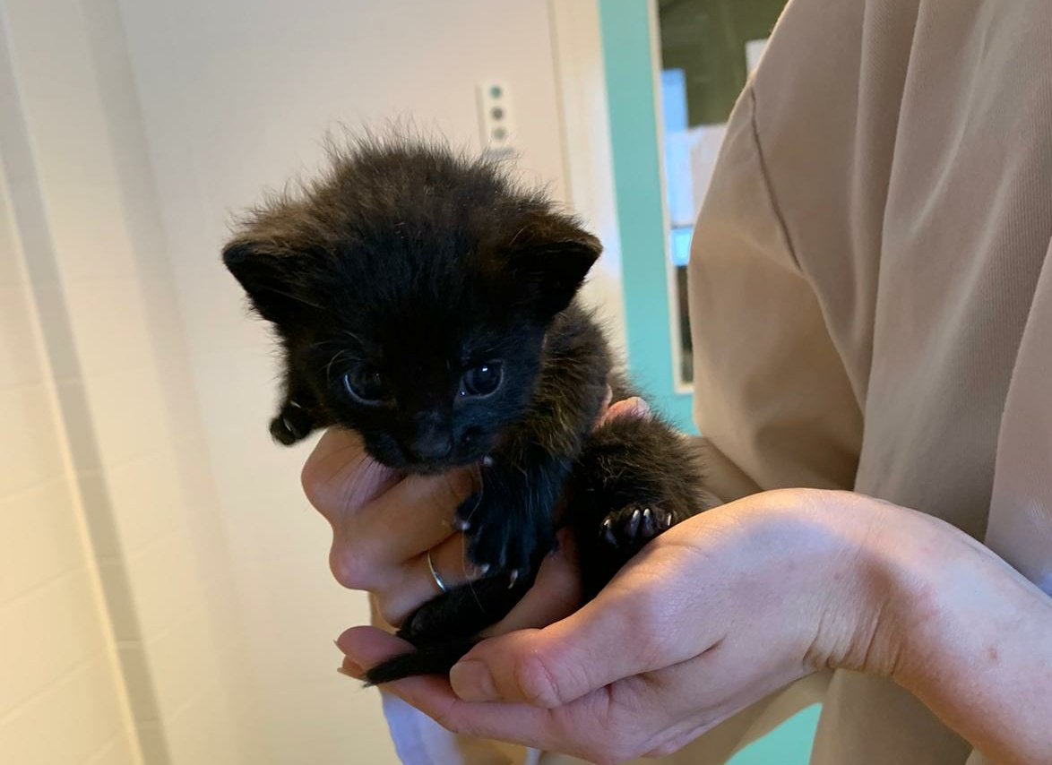 Moederpoes en drie kittens op straat gezet 18-09-20 2