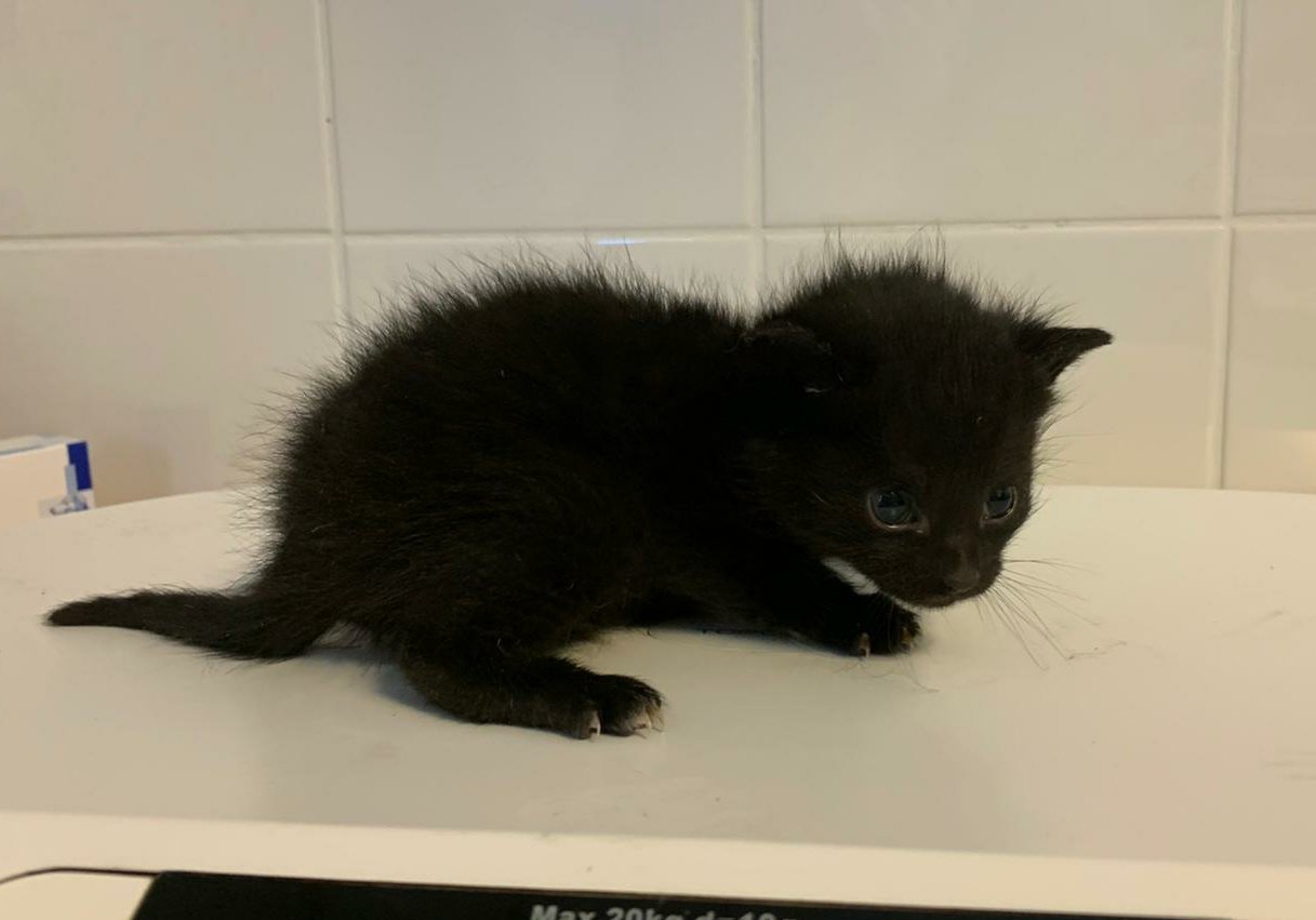 Moederpoes en drie kittens op straat gezet 18-09-20 3