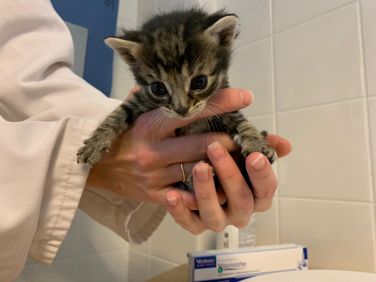 Moederpoes en drie kittens op straat gezet 18-09-20 4