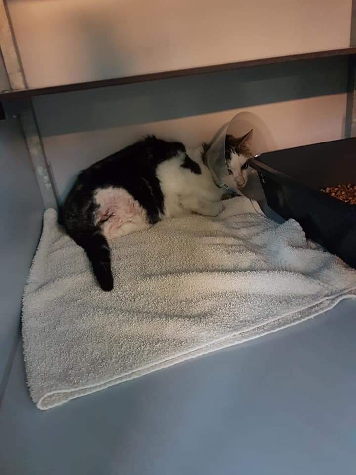 kat vast in koperen standbeeld 2