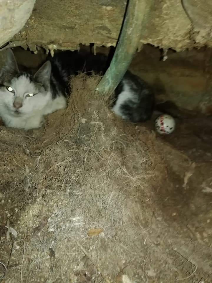 kat vast in koperen standbeeld