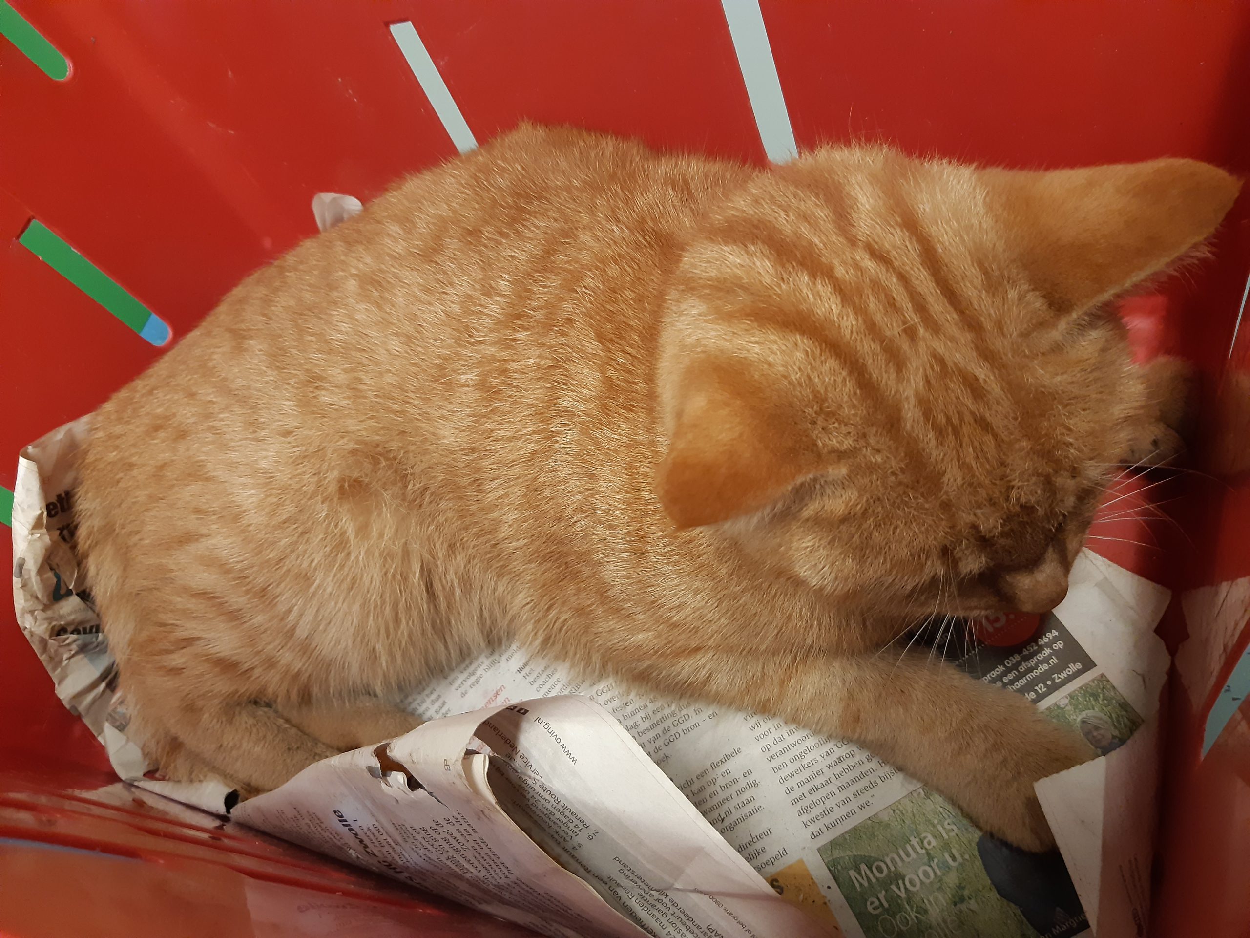 Vergiftigde kat aan de Radewijnstraat