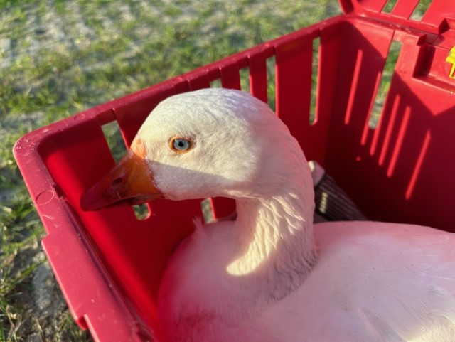 Gans met blik 12-05-24 3
