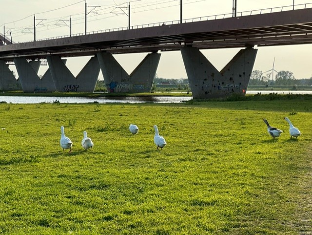 Gans met blik 12-05-24 5