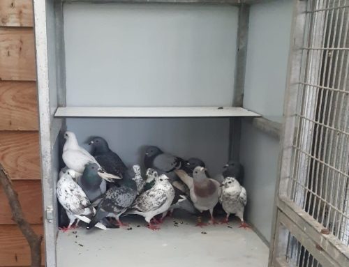 55 duiven gedumpt
