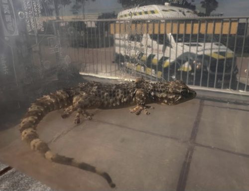 Muurgekko gevonden tussen lamellen
