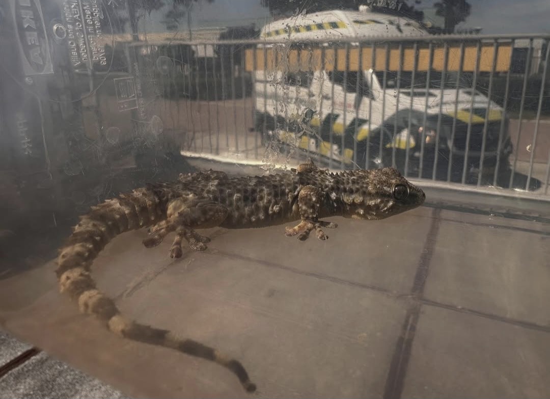Muurgekko
