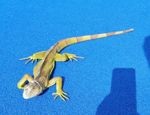 Leguaan op het hockeyveld