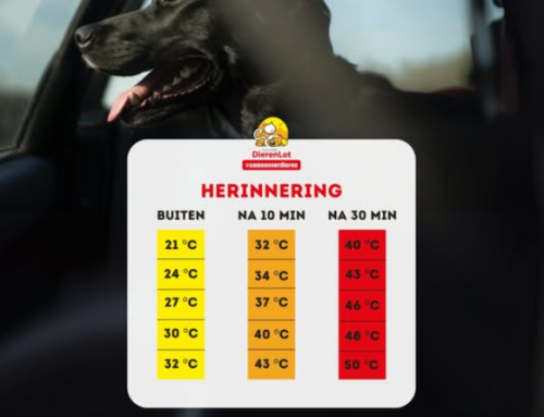 Omstanders treffen oververhitte hond aan in auto