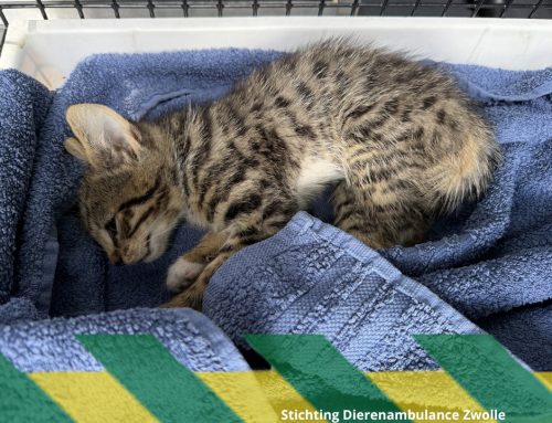 Kitten valt onder rijden vandaan