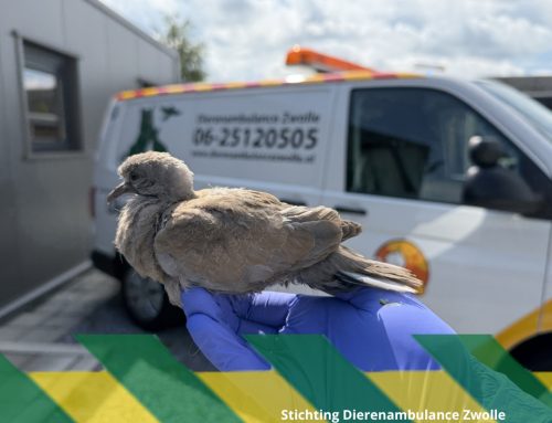 Jonge tortelduif gered uit liftschacht